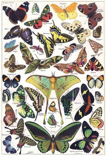 Butterflies butterfly moths - butterflies,