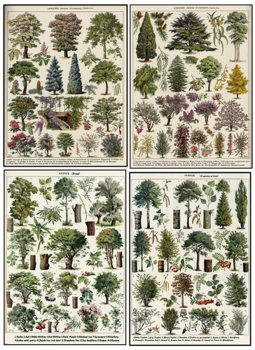 Botanical prints vintage tree - vintage,