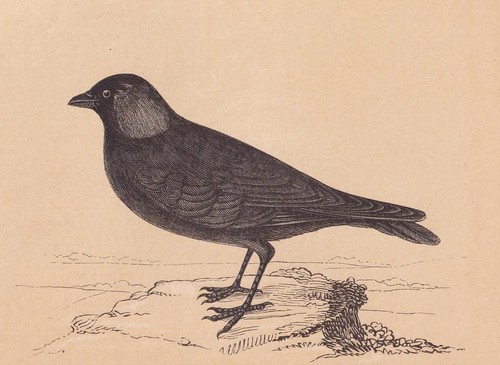 1851 jackdaw bird print - 1851,