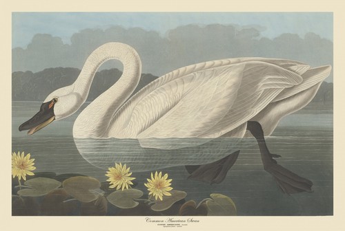 Swan antique art print - swan, vintage