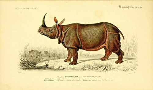 Rhinocero zoological vintage - rhinocero,