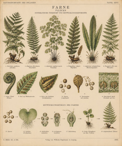 1883 fern classification - fern,