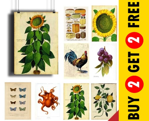 Vintage botanical posters - vintage,