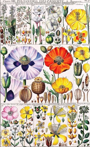 Wildflowers larousse antique - larousse,
