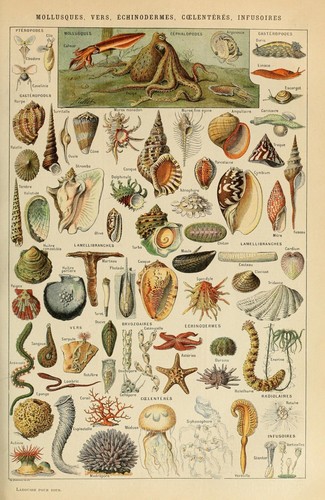 Adolphe millot mollusques pour - mollusques,