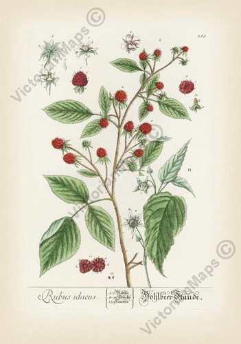 Antique print raspberry plant - print,