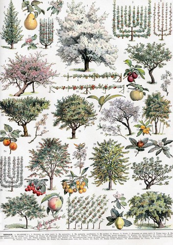 Trees old vintage art - vintage,