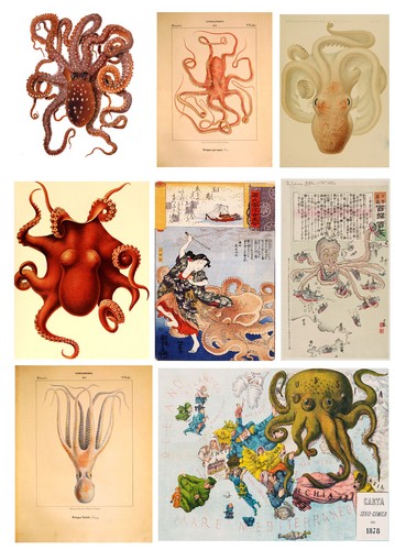 Octopus zoological vintage - octopus,