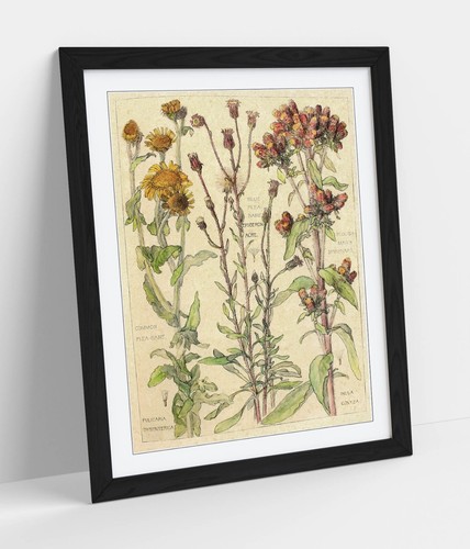Vintage botanical flower - botanical,