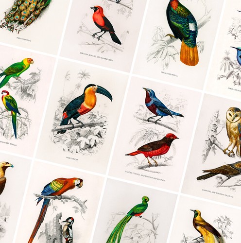 Vintage birds prints - prints,