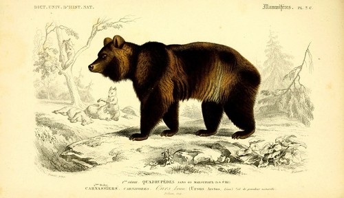 Brown bear zoological vintage - brown,