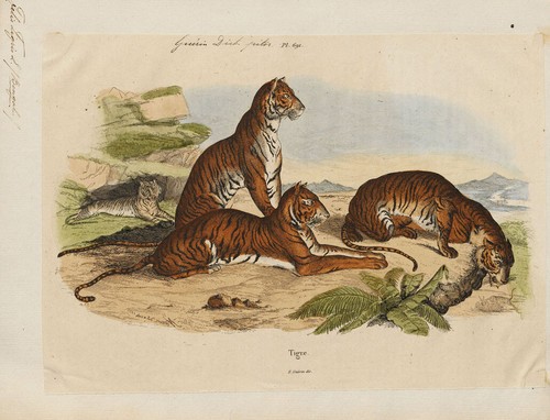 Tiger family zoological - tiger,