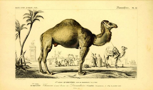 Camel zoological vintage - camel,