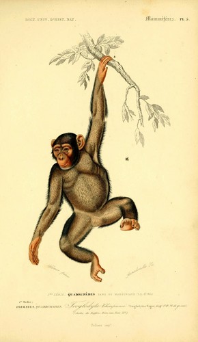 Chimpanze zoological vintage - zoological,