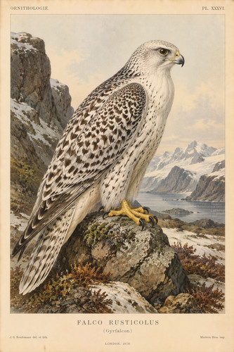 1878 gyr falcon jer - 47.,