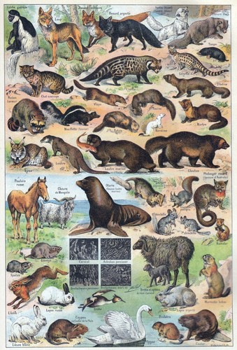 Animals illustration vintage - animals,