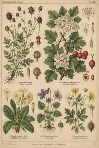 156 1859 salad - 156.,