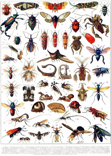 Millot insects beetles vintage