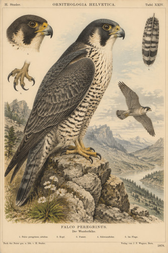 146 1878 peregrine - 1878, falcon