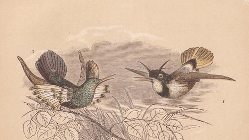 1851 hummingbird bird print - hummingbird,