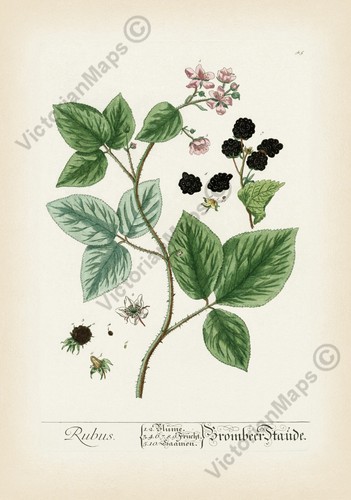 Blackberry antique botanical