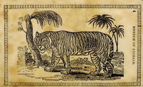 Tiger 1842 zoological - zoological, antique