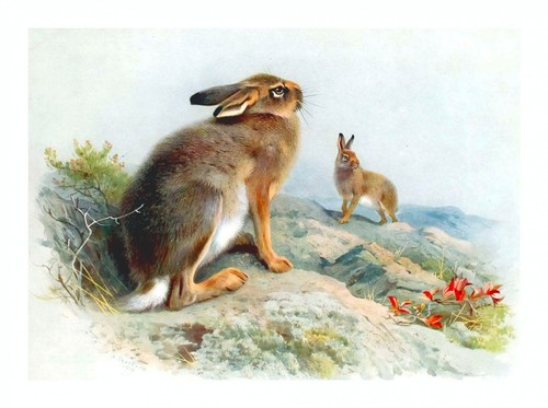 Bunny rabbit illustration - rabbit,