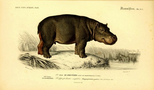Hippopotamus zoological - hippopotamus,