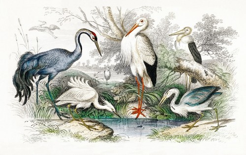 Birds stork heron - , crane