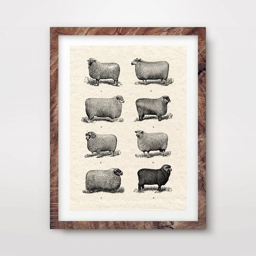 Antique sheep wool chart - antique,